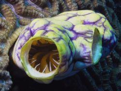 Ascidian taken on the GBR with a Olympus C5050 and Inon D... by John Fergusson 